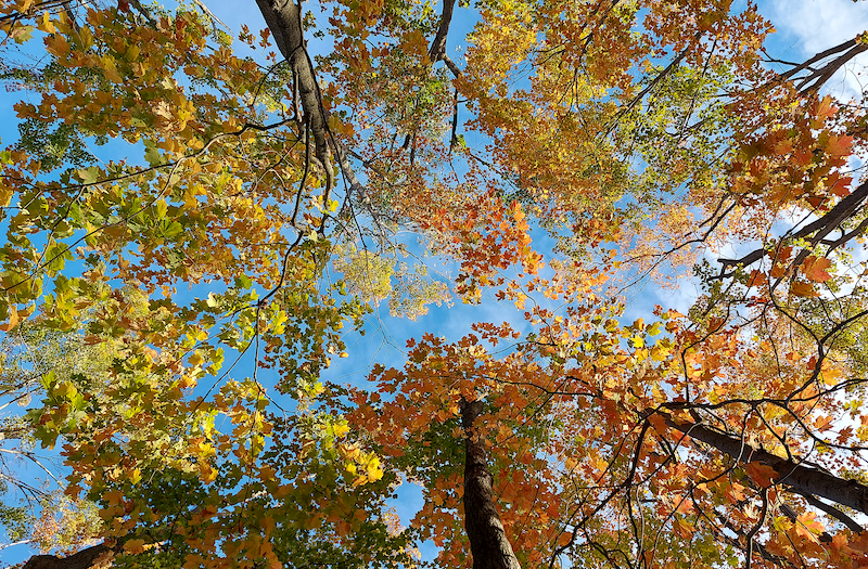 West Ridge Trails, Orillia ON © Peter Rhebergen, www.EachNewDay.com